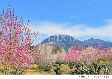 桜と紅梅と赤城山 49577339