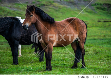 Icelandic horse in scenic nature of Iceland. 49578145