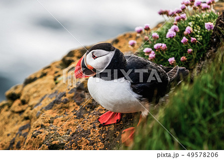 Wild Atlantic puffin seabird in the auk family. 49578206