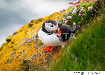 Wild Atlantic puffin seabird in the auk family. 49578210