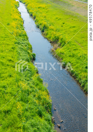 菜の花満開の春の小川 菜の花満開の春の小川 49578470