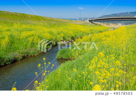 菜の花満開の春の小川 49578503
