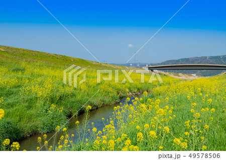 菜の花満開の春の小川 49578506