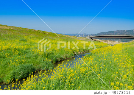 菜の花満開の春の小川 菜の花満開の春の小川 49578512