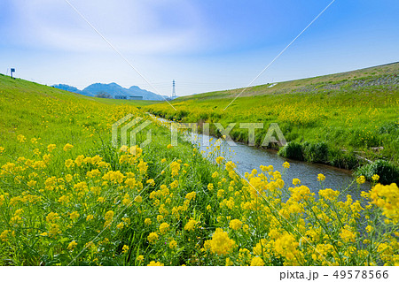 菜の花満開の春の小川 菜の花満開の春の小川 49578566