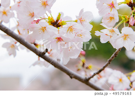 東京千鳥ヶ淵の桜 49579163