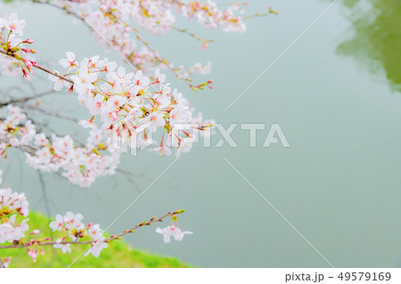東京千鳥ヶ淵の桜 東京千鳥ヶ淵の桜 49579169