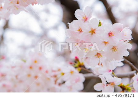 東京千鳥ヶ淵の桜 東京千鳥ヶ淵の桜 49579171