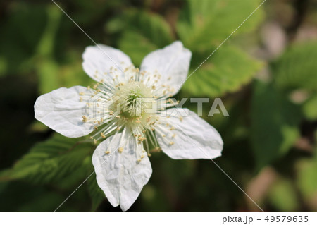 野いちごの花の写真素材