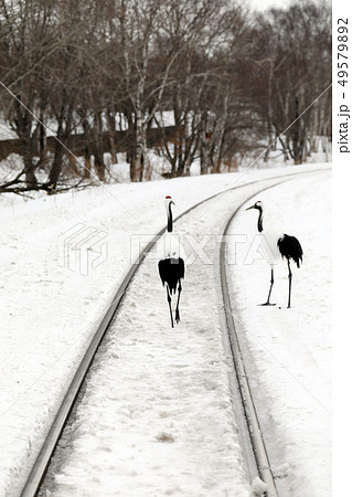 タンチョウと線路 タンチョウと線路 49579892