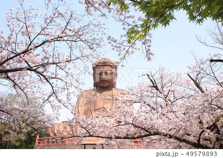 聚楽園大仏 春 聚楽園大仏 春 49579893