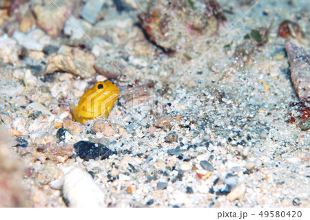 砂を吐くジョーフィッシュ　カエルアマダイ 49580420