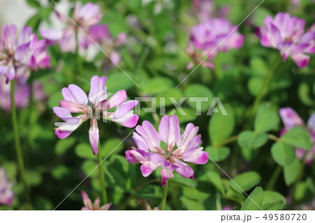 れんげ草 れんげ草 49580720