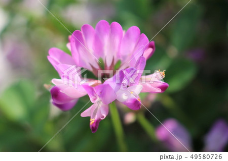 れんげ草 れんげ草 49580726