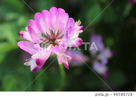 れんげ草 れんげ草 49580728