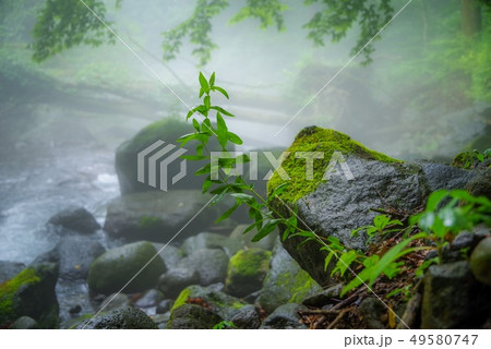 夏の尚仁沢湧水(栃木県・7月) 49580747