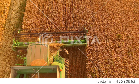 Combine cutting wheat, top view. 49580963
