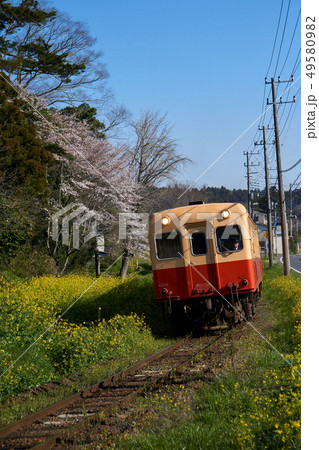 千葉県 小湊鉄道 桜と菜の花 里見駅付近 千葉県 小湊鉄道 桜と菜の花 里見駅付近 49580982