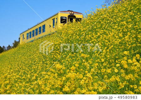 千葉県 いすみ鉄道 菜の花 上総中川駅付近 千葉県 いすみ鉄道 菜の花 上総中川駅付近 49580983