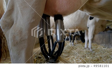 Hand detaches milking machine. 49581101