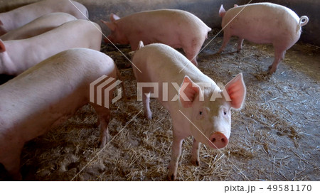 Pigs are walking around. 49581170