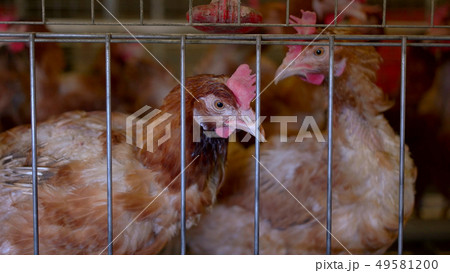 Hens are pecking feed. Hens are pecking feed. 49581200