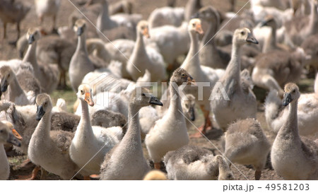 Herd of geese. Herd of geese. 49581203