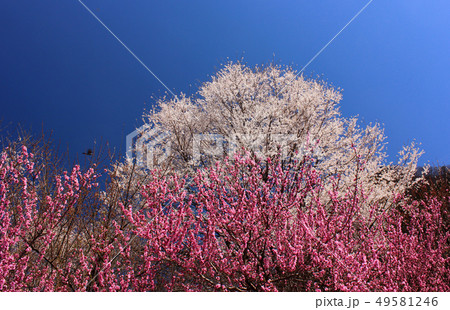 清雲寺のそばで見た快晴の青空に映える白い桜とハナモモ 清雲寺のそばで見た快晴の青空に映える白い桜とハナモモ 49581246