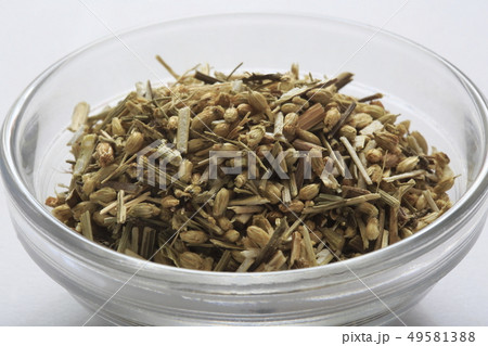 (ハーブ)　ヤロウ　和名：セイヨウノコギリソウ 49581388