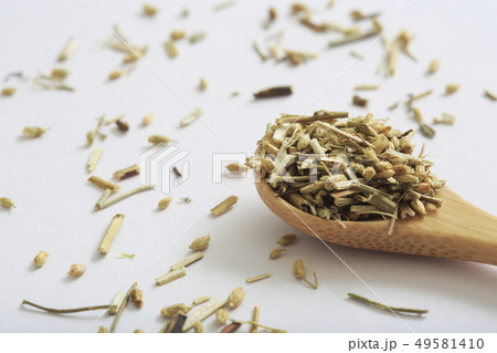 (ハーブ)　ヤロウ　和名：セイヨウノコギリソウ 49581410