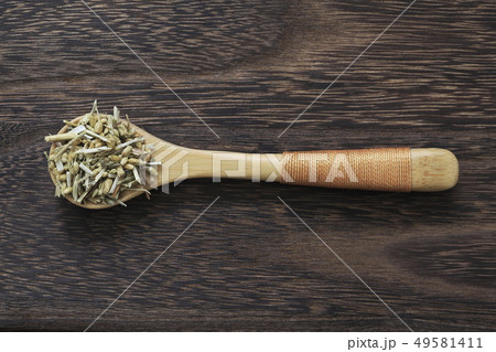 (ハーブ)　ヤロウ　和名：セイヨウノコギリソウ 49581411