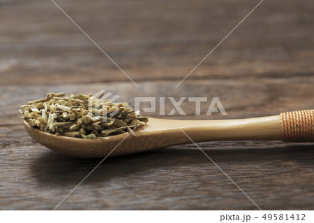 (ハーブ)　ヤロウ　和名：セイヨウノコギリソウ 49581412