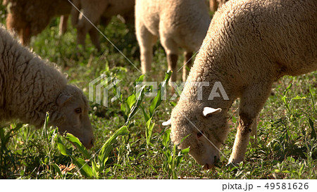 Lamb eating grass. Lamb eating grass. 49581626