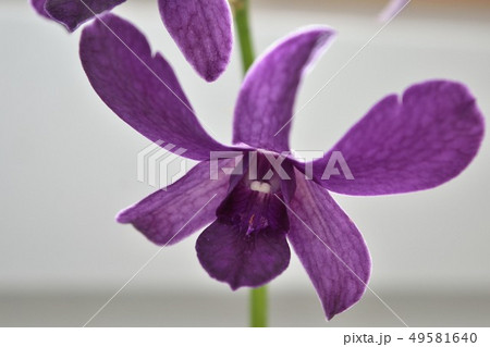 デンドロビウム・ブルーバイオレット 紫の花 デンドロビウム・ブルーバイオレット 紫の花 49581640