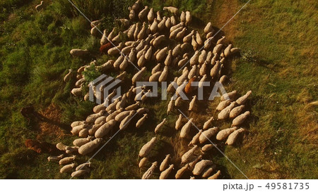 Flock of sheep on meadow. 49581735