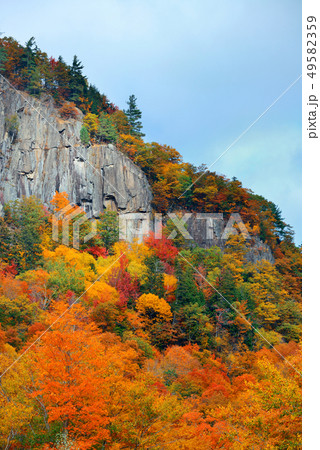 Autumn foliage Autumn foliage 49582359