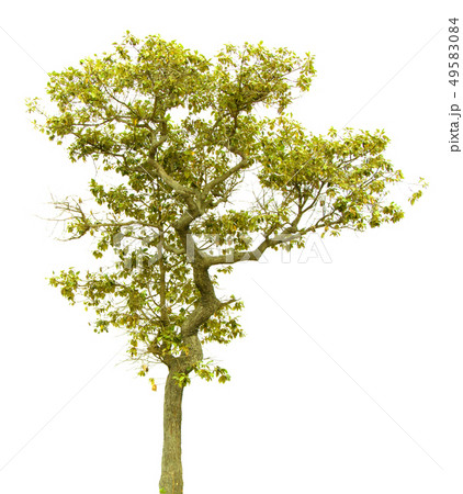 Green tree. Green tree. 49583084