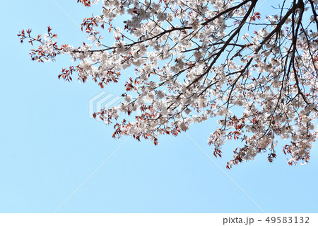 桜の花 49583132