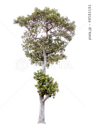 Green tree. 49583191