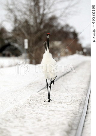 タンチョウ 49583199