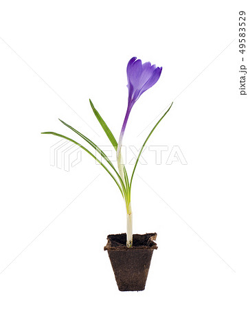 Single blue crocus, spring flower. 49583529