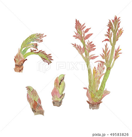 Aralia elata タラの芽 49583826