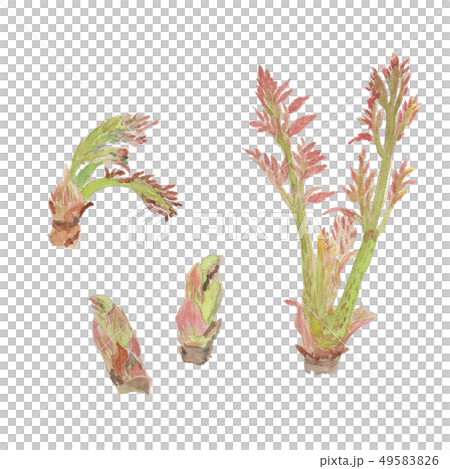 Aralia elata タラの芽 49583826