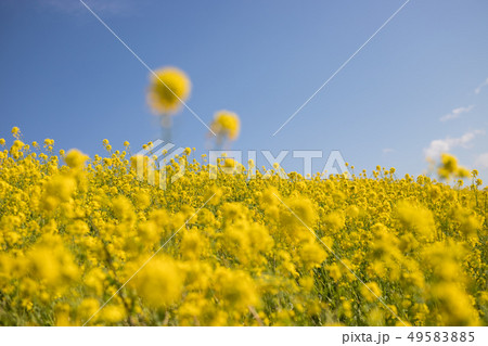 一面の菜の花 49583885