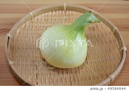 新玉ネギ 49584044