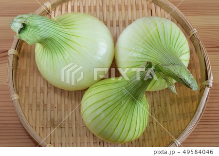 新玉ネギ 49584046