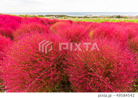 Kochia at Hitachi Seaside Park at Ibaraki, Japan. 49584542