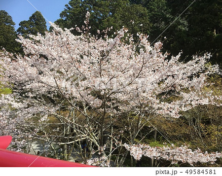 静岡県袋井市法多山の厄除け団子とお茶と桜の写真素材