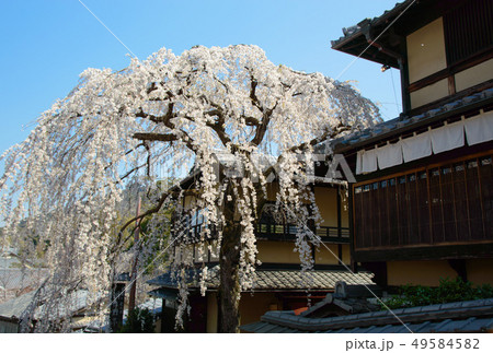 京都　三年坂の枝垂れ桜 49584582
