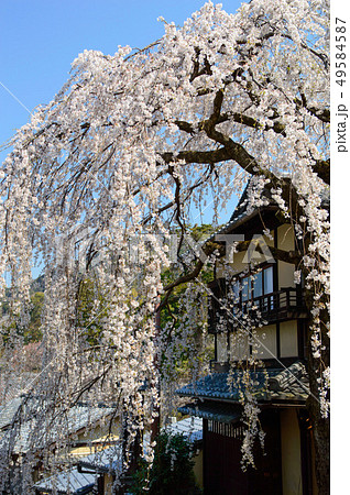 京都 三年坂の枝垂れ桜 京都 三年坂の枝垂れ桜 49584587